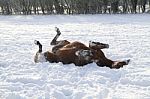 Horse Rolling In The Snow Stock Photo