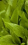 Hosta Stock Photo