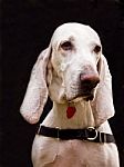 Hound Dog Stock Photo