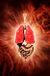 Human Digestive System Stock Photo