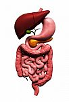 Human Digestive System    Stock Photo