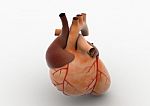 Human Hearts Stock Photo