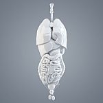 Human Internal Organs. 3d Illustration. Isolated. Contains Clipping Path Stock Photo