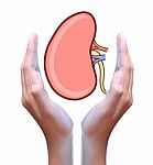 Human Kidney In Hand Stock Photo