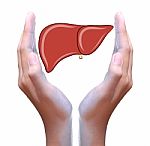 Human Liver In Hand Stock Photo