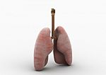 Human Lungs Stock Photo
