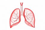 Human Lungs Stock Photo