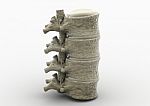 Human Spinal Cord Stock Photo