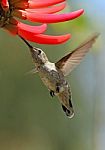 Humming Bird drinking nectar Stock Photo