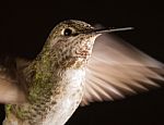 Hummingbird Head Shot With Raindrops Stock Photo