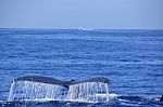 Humpback Whale Tail Stock Photo