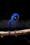 Hyacinth Macaw Close Up Stock Photo