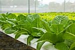 Hydroponic Vegetable Stock Photo