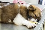 Illness Puppy With Intravenous Drip Stock Photo