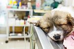 Illness Puppy With Intravenous Drip On Operating Table Stock Photo