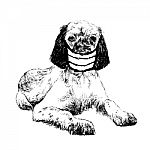 Illustration Of English Setter Dog With Mask Stock Photo