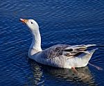Image With The Snow Goose Drinking Water Stock Photo