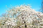 In London   Park   White Tree And Blossom Flowers Natural Stock Photo