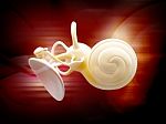 Inner Ear Structure 3d Stock Photo