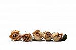 Isolate Dried Roses Stock Photo