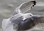 Isolated Image Of The Gull With The Wings Stock Photo