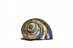 Isolated Pearl Snail Stock Photo