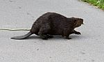 Isolated Photo Of A Canadian Beaver On The Road Stock Photo
