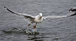 Isolated Photo Of A Gull Taking Off From The Water Stock Photo