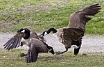 Isolated Picture With A Fight Between Two Canada Geese Stock Photo