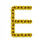 Isolated Sunflower Alphabet E Stock Photo