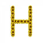 Isolated Sunflower Alphabet H Stock Photo