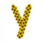 Isolated Sunflower Alphabet Y Stock Photo