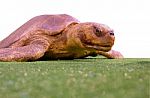 Isolated Turtle Stock Photo