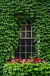 Ivy Covered Window Stock Photo