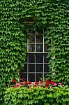 Ivy Covered Window Stock Photo