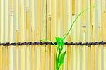 Ivy Shoots On  Japanese Bamboo Blind Stock Photo