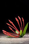 Ixora Flower With Leaves Isolate In Black Stock Photo