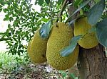 Jackfruit On The Tree Stock Photo