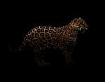 Jaguar ( Panthera Onca ) In The Dark Stock Photo