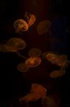 Jellyfish  Background Stock Photo