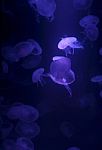 Jellyfish  Background Stock Photo