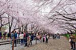 Jinhae,korea - April 4 : Jinhae Gunhangje Festival Is The Largest Cherry Blossom Festival In Korea.tourists Taking Photos Of The Beautiful Scenery Around Jinhae,korea On April 4,2015 Stock Photo