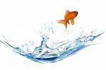 Jumping Fish Stock Photo