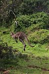 Jumping Kangaroo Stock Photo