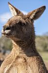 Kangaroo Outside During The Day Time Stock Photo