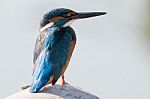 Kingfisher Stock Photo