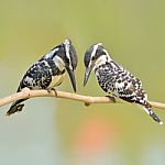 Kingfisher Bird Stock Photo