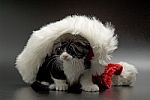 Kitten With Santa Hat Stock Photo