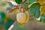 Kiwifruit On The Vine Stock Photo