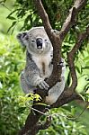 Koala In Australia Stock Photo